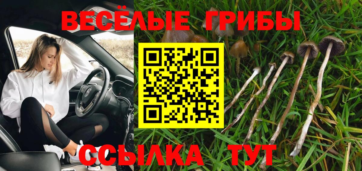 Галлюциногенные грибы Psilocybe Камень-на-Оби